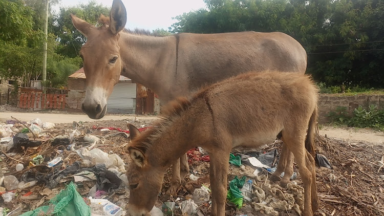 moyale residents warned to stop feeding donkeys bhang